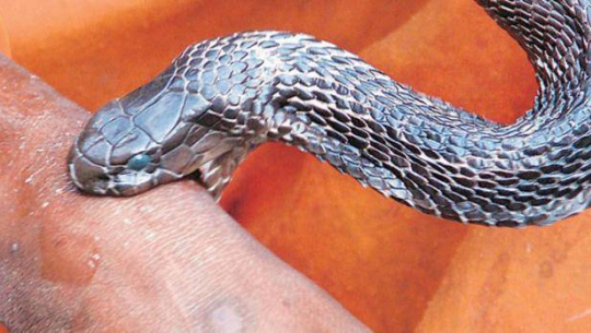 Woman Seriously Injured After Snakebite in Kanchanpur; Condition Critical