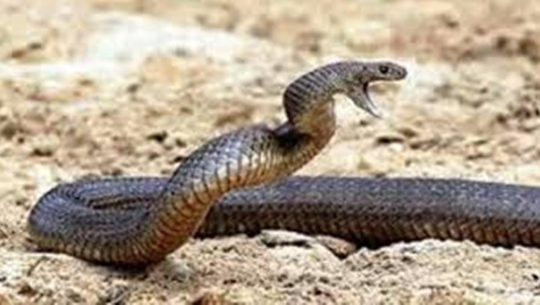 बैतडीमा सर्पको टोकाइबाट एक किशोर घाइते 