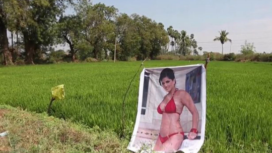 खेतमा सन्नी लियोनको पोस्टर राख्दा किसान मालामाल