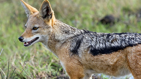 दार्चुलामा स्यालको टोकाइबाट तीन जना घाइते