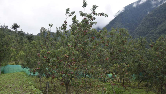 बगैँचामा स्याउ लटरम्म, बझाङका किसानलाई बजारको चिन्ता