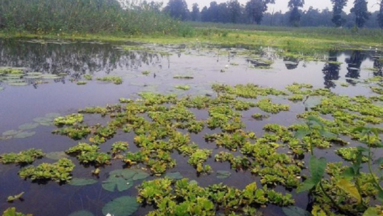 Lakes in Shuklaphanta national park begin to dry as summer heat intensifies