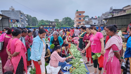 कैलालीमा तरकारीको मुल्य तीन गुणाले बढ्यो, कारण यस्तो छ