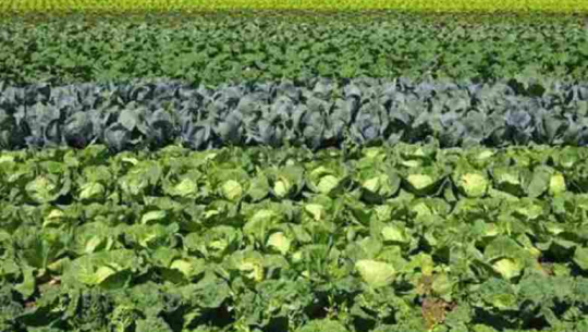Women in Tikapur turn to collective off-season vegetable farming for income