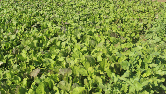 स्थानीय तरकारी बजार पाएन, किसान भन्छन् ‘हाट बजार कहिले खुल्छ ?’