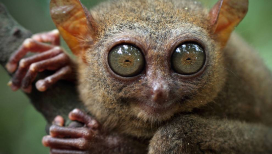 अचम्मका जनावर जसको आँखामा हुन्छ रातमा देख्ने चस्मा