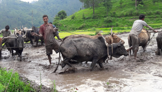 सम्झनामा असार