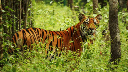 आज बाघ दिवसः बर्दियामा पाटेबाघको सङ्ख्या १ सय २५ पुग्यो
