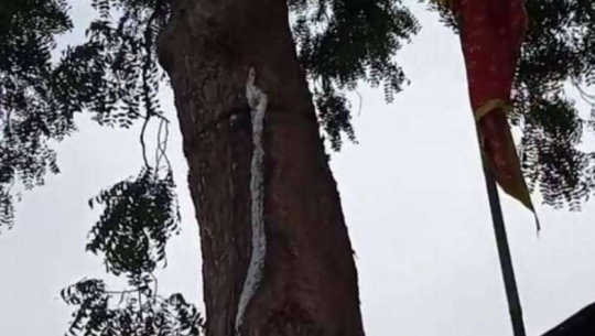 नीमको रुखबाट दूधको धारो बग्न थालेपछि चमत्कार !