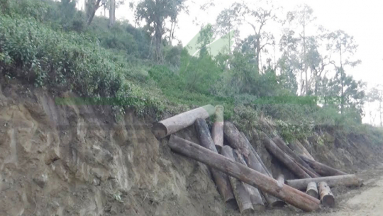 Forest Division Office busy with investigation on illegal cutting of trees