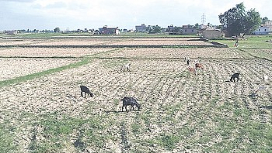 सिचाईको सुविधा नहुदा प्रदेशभरी ६० प्रतिशत खेत बाँझै