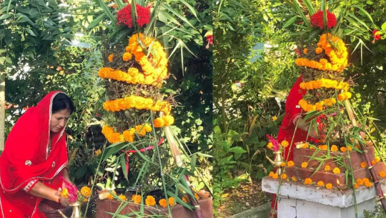 तुलसी र दामोदरको विवाह गरी हरिबोधिनी एकादशी पर्व मनाइँदै