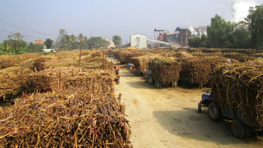 कञ्चनपुरका चार सय ४७ उखु किसानले अनुदान पाएनन्