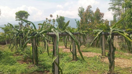 व्यावसायिक ड्रागनखेतीमा रमाउँदै भोजपुरका किसान