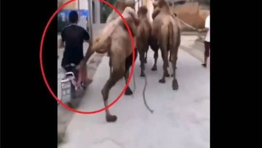 गलत दिशाबाट ओभरटेक गर्ने चालकलाई उँटले यसरी कारवाही गर्यो(भिडियोसहित)