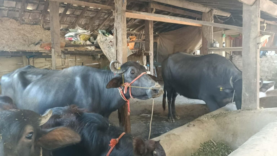 महिलाको आम्दानीको स्रोत बन्दै भैँसीपालन