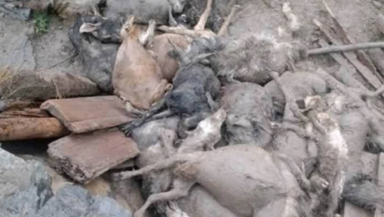 हुम्लामा बाढीले भेडीगोठका २६ बाख्रा पुरिए