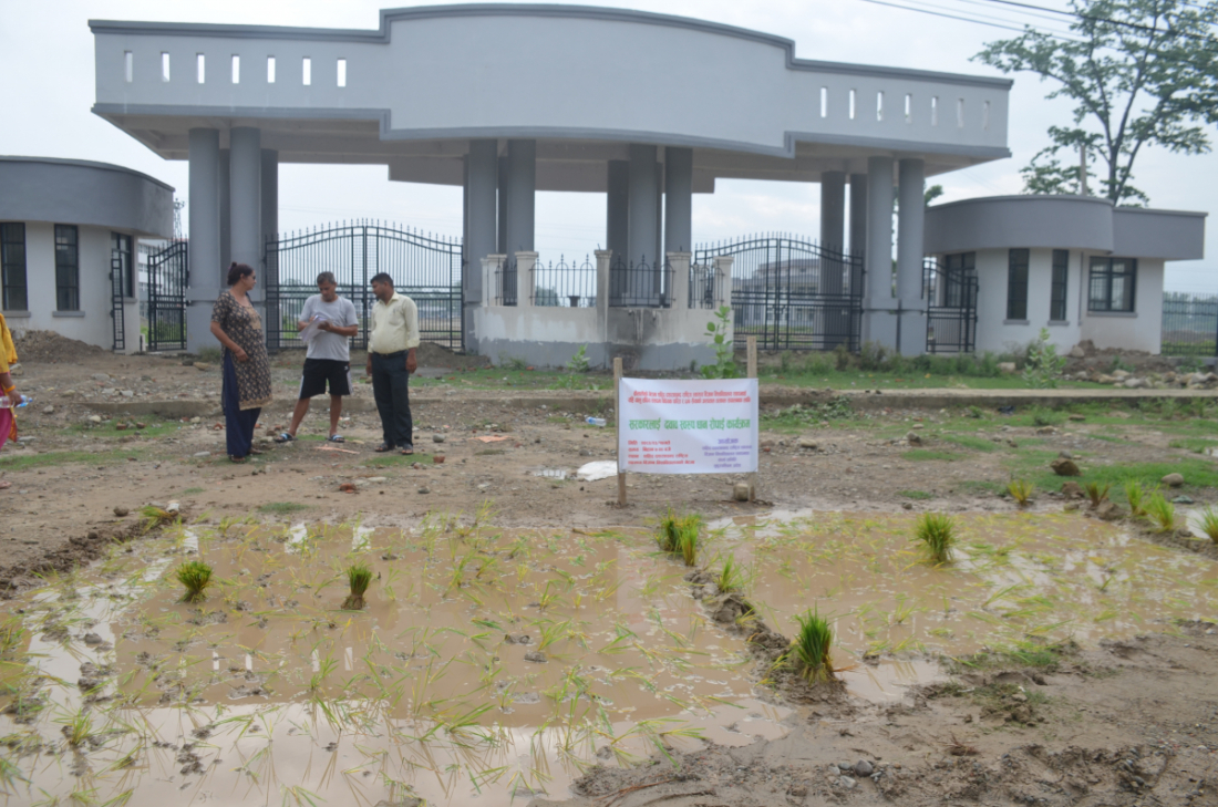 धनगढीः सहिद दशरथ चन्द राष्ट्रिय स्वास्थ्य विज्ञान विश्वविद्यालय, गेटाको प्रवेशद्धवारमा रोपाइँ गरिएको छ। 