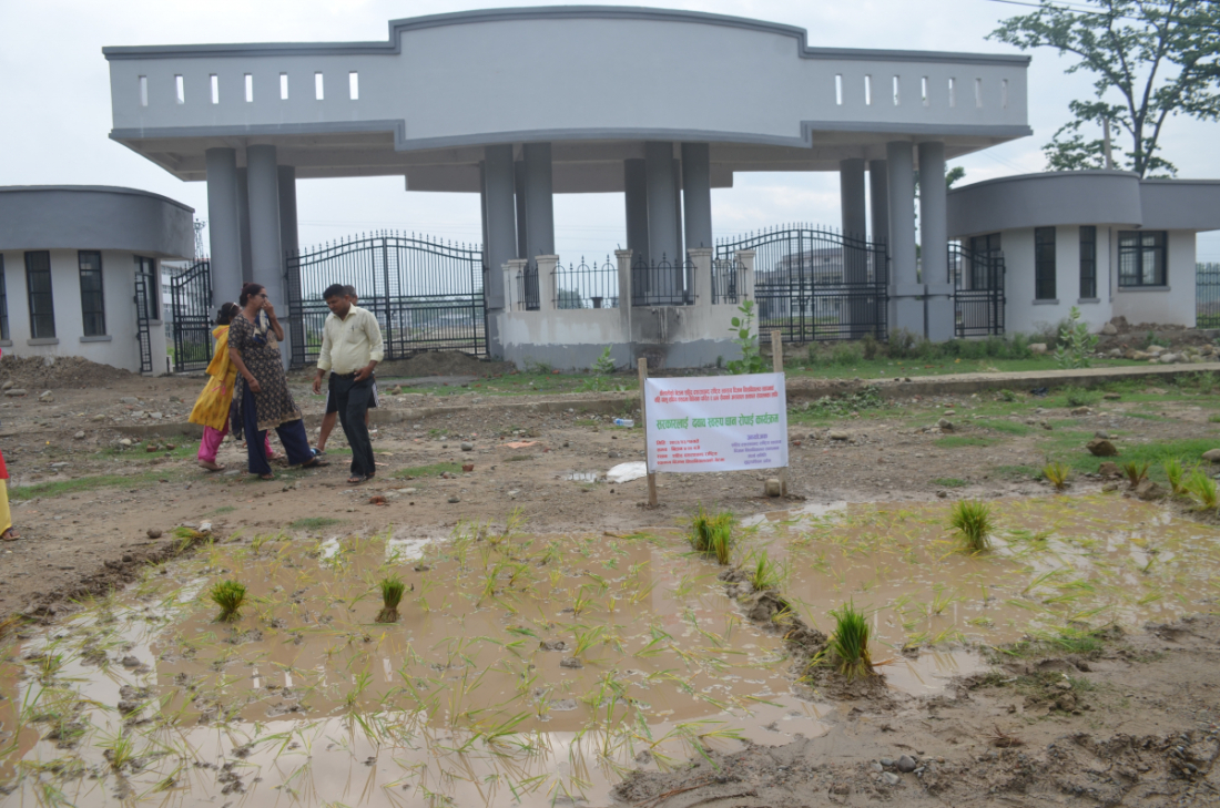 सहिद दशरथचन्द राष्ट्रिय स्वास्थ्य विज्ञान विश्वविद्यालय स्थापनार्थ संघर्ष समितिले संघर्षका कार्यक्रम अन्तरगत विश्वविद्यालयको प्रवेशद्धवारमा शुक्रवार रोपाइँ गरेका हुन्।