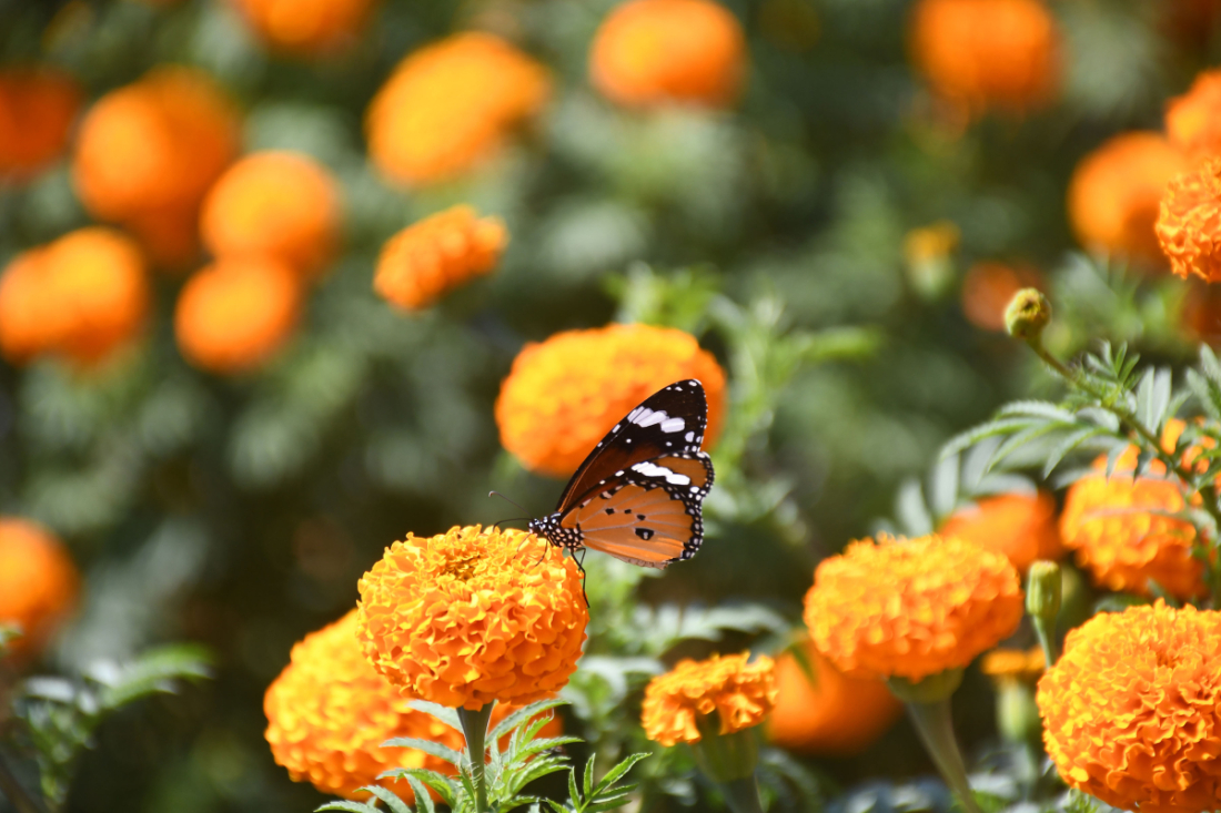 दाङको घोराही उपमहानगरपालिका–३ स्थित झिङनीमा सयपत्री फूलको रस चुस्दै पुतली। तस्बिर: रासस