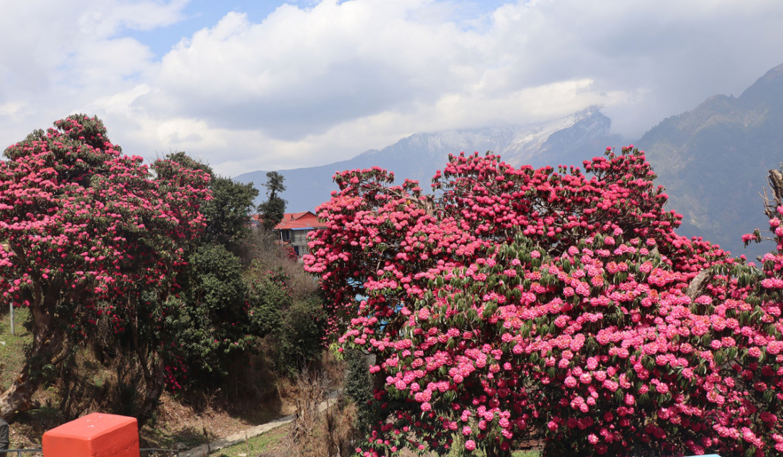 म्याग्दीको अन्नपूर्ण गाउँपालिका–६ स्थित घोडेपानीमा ढकमक्क फुलेको लालीगुराँस । वसन्त याममा घोडेपानीको पाखामा फुलेको लालीगुराँसले पर्यटकलाई आकर्षित गरेको छ। 